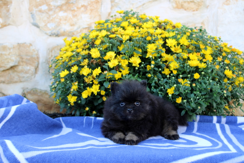 puppy, for, sale, Pomeranian, Matthew B. Stoltzfus, dog, breeder, Gap, PA, dog-breeder, puppy-for-sale, forsale, nearby, find, puppyfind, locator, puppylocator, aca